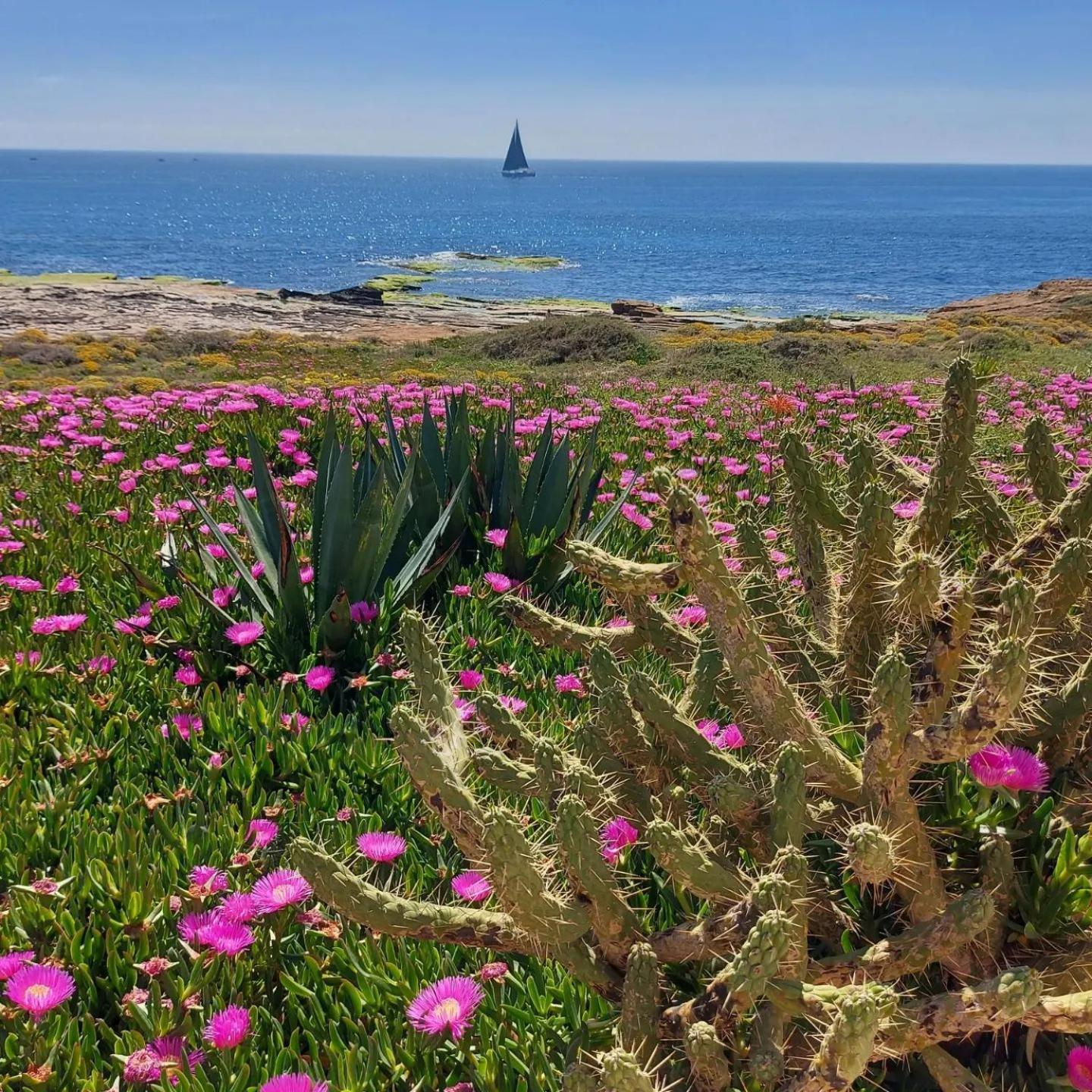 Maravillosa Terraza Con Vistas Al Mar, La Mata トレビエハ エクステリア 写真